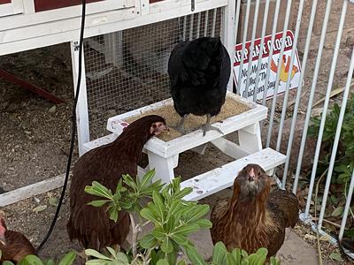 Loved her picnic table
