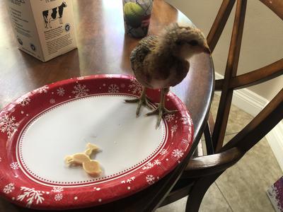 Enjoying Aspen's birthday breakfast with her