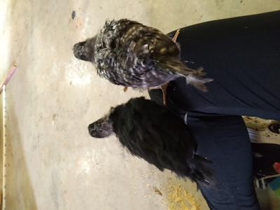 The two birds, perched on my arm when they were still tiny chicks.