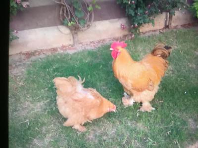 An  evening of chicks outside home
