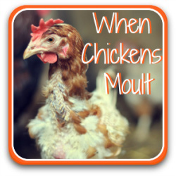 All about moulting - link.