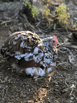 Dottie the Pekin Bantam