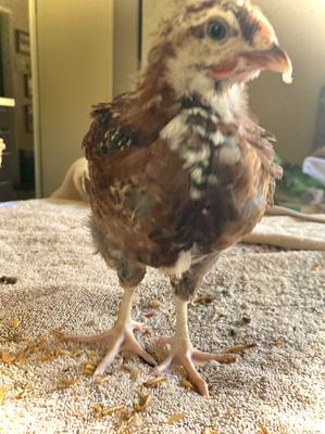 This is my eldest Patty!