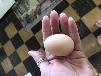 Her first egg in December. 