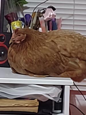 Desk chicken