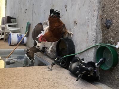 A happier time when Charlie and the goats hung out together