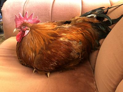 The day we first adopted Charlie as our own