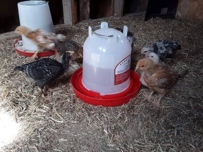 Our late chickens and Buffy (back left). She's happy and healthy and laying large brown eggs these days <3