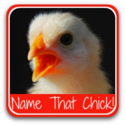 Name that chick (or chicken)! Link.