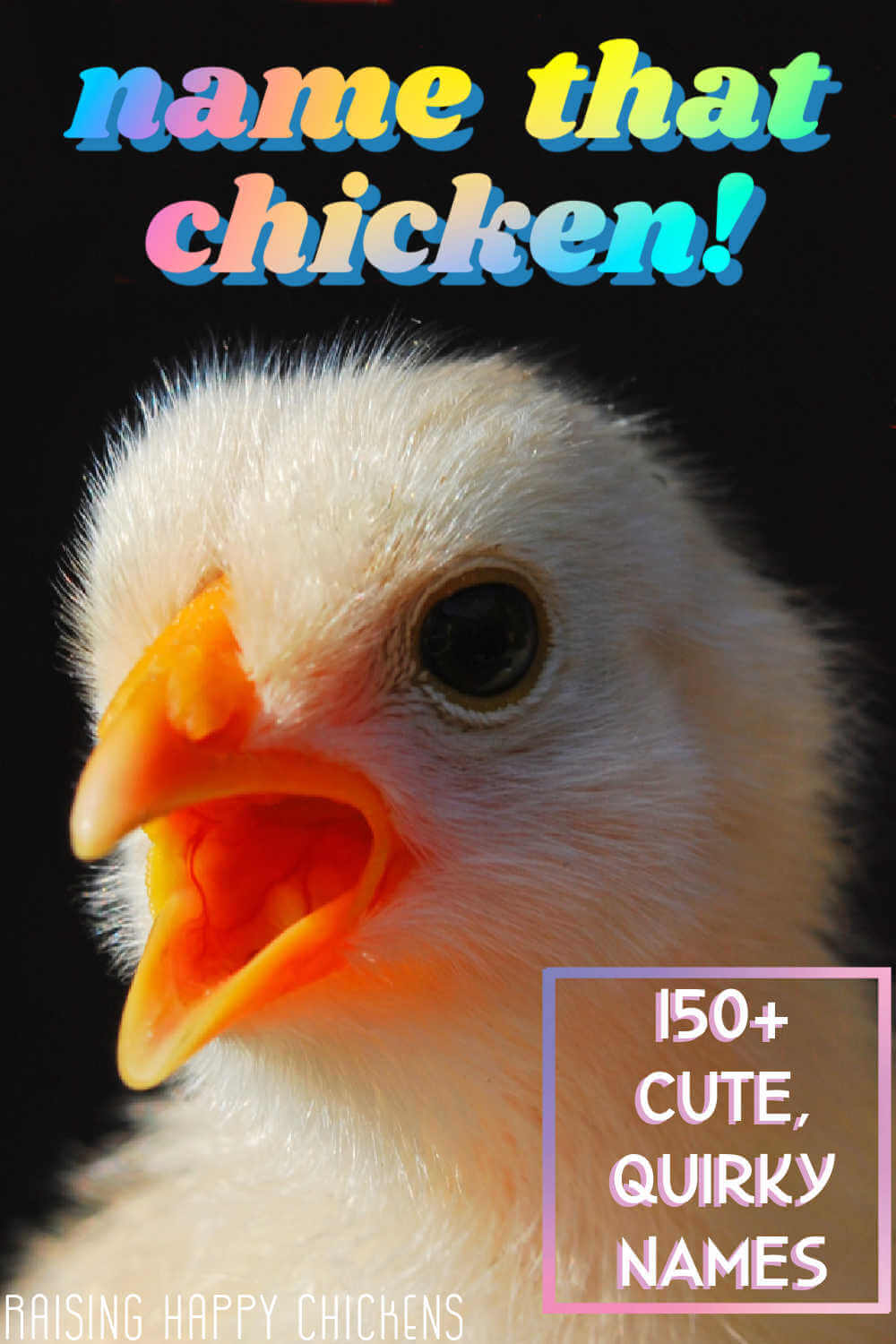 150+ unique chicken names to choose for your flock!
