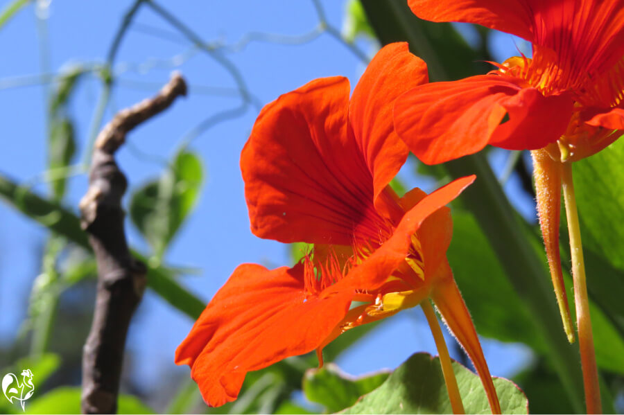Red nasturtium flowers against a blue sky.