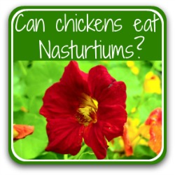 Can chickens eat nasturtiums? Link.