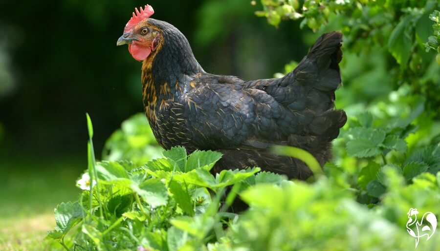Keep chickens out of the strawberry patch if you want any berries for yourself! Black chicken in strawberry patch.