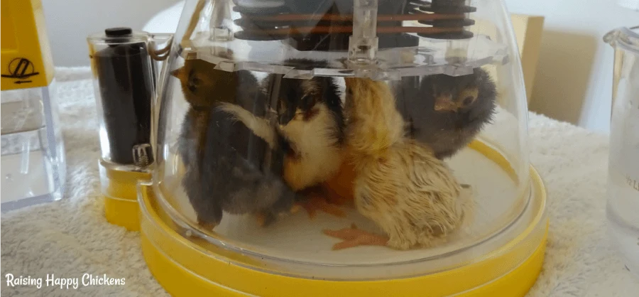 Newly hatched chicks. Newly hatched chicks.