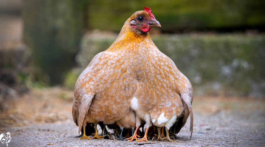 A brown hen with chicks under her feathers and their legs sticking out from underneath.