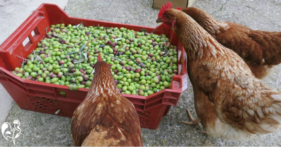 Harvesting olives - the chickens lend a beak! Three brown chickens help with harvesting olives.