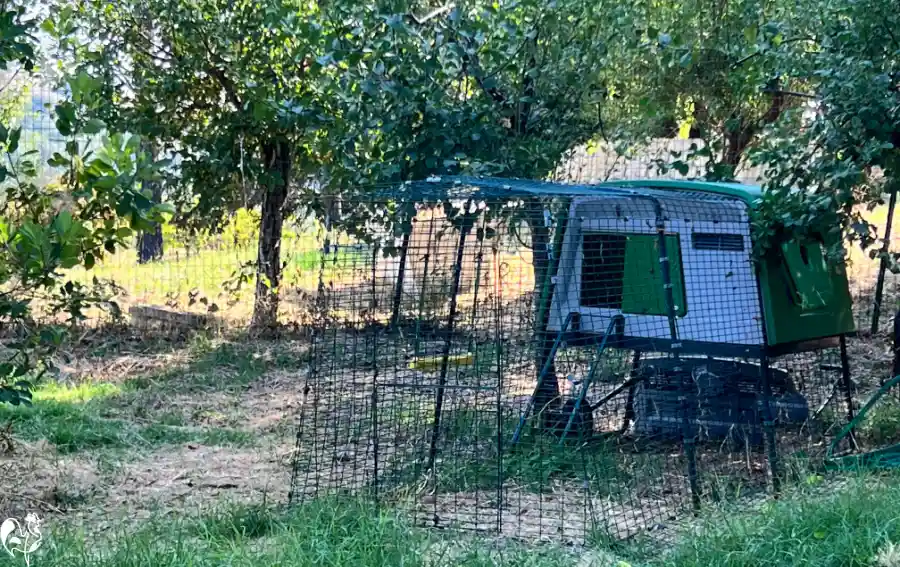 My Eglu Cube nestled under trees for shade.