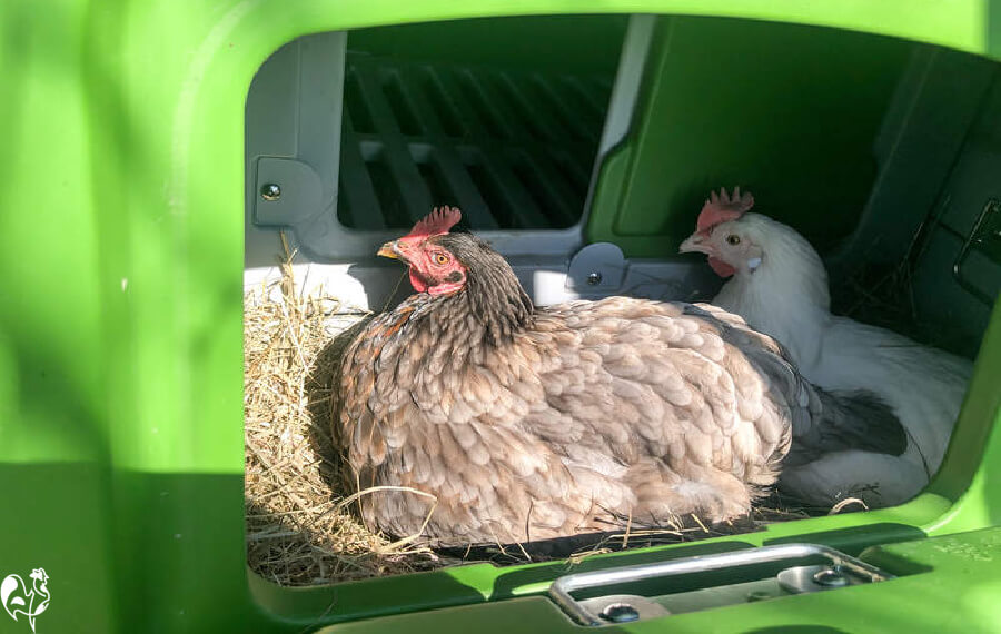 Omlet's Eglu Cube nest box with two resident hens.
