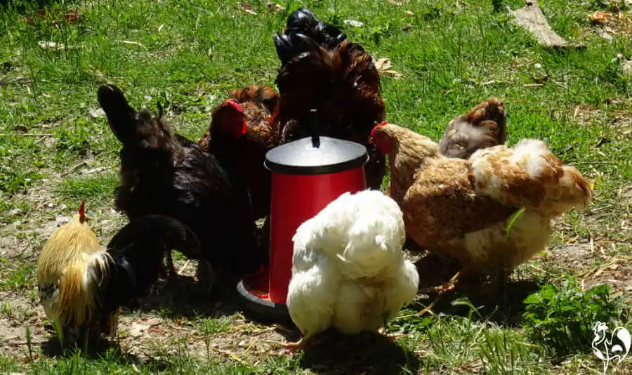 My old open feeder – a take-out for vermin. 7 chickens eating from my old open feeder.