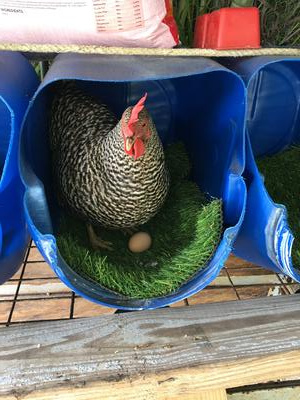 Dixie protects her egg