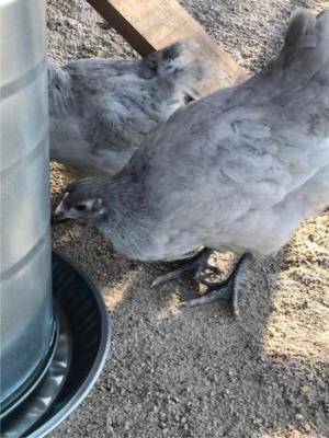 Our beloved Emma Vogel 