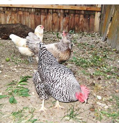 Pickles in the middle 