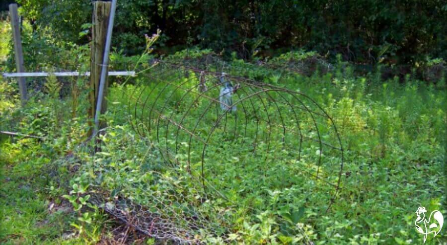 Un jardin envahi par la végétation.
