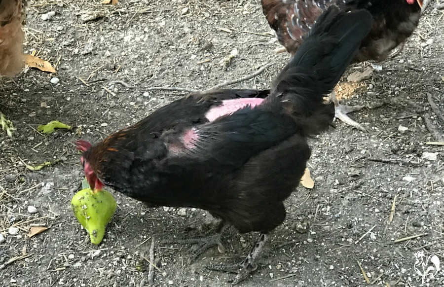 Damage to the back of my Black Copper Marans hen by a rooster "treading".