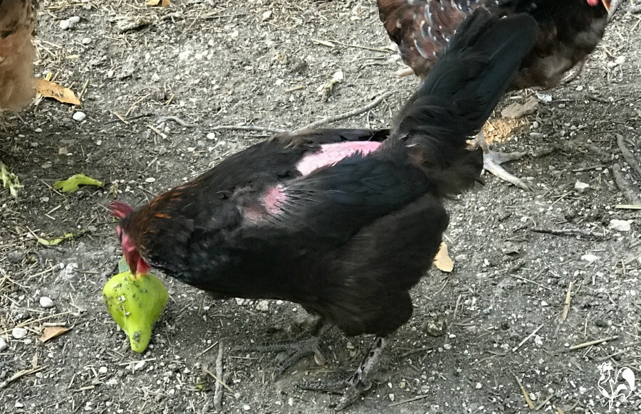 Schaden an einer Black Coppe Marans-Henne durch einen Hahn