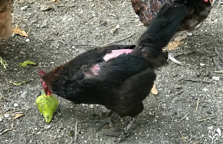 Dano a uma galinha de Cobre Preto Marans por um galo