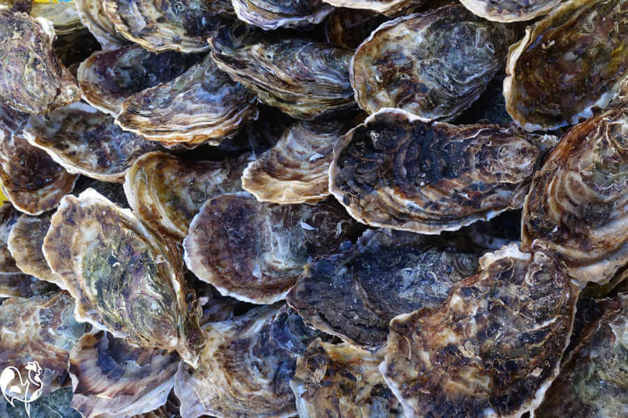 Oyster shell works best for chicken health. Oyster shells