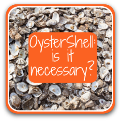 Thumbnail link to article: is oyster shell necessary for chickens?