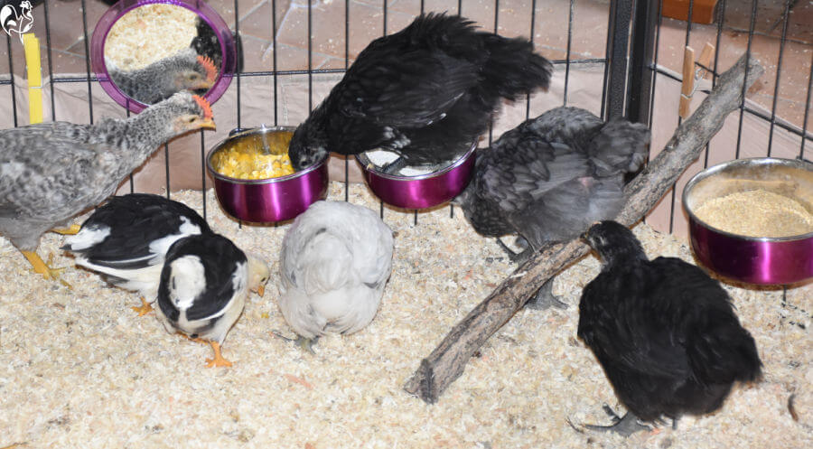 Chicks eating from small bowls in their puppy pen brooder.