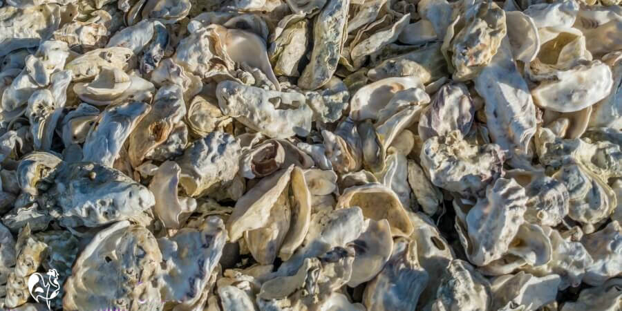 A pile of raw oyster shells of different colours.