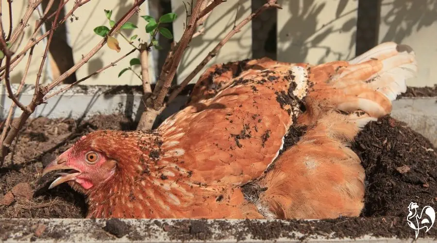 One of my Red star chickens keeping cool by panting. A Red Star chicken with an open beak.