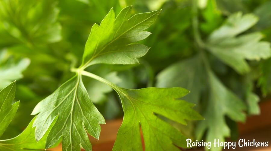 Are high protein foods good for chickens?