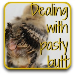 Thumbnail link - dealing with pasty butt.