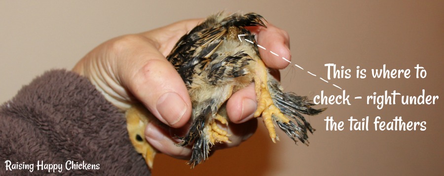 Look for pasty stools under the tail feathers and, if you find it, treat it straight away. Look for pasty stools under the tail feathers.