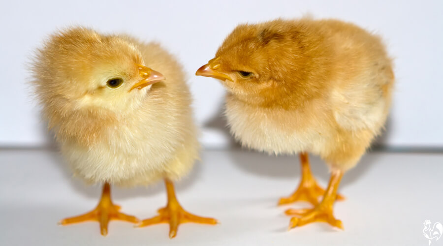 Pecking order in the chicken coop.