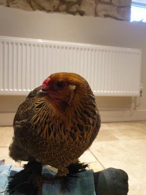Peggy in our kitchen