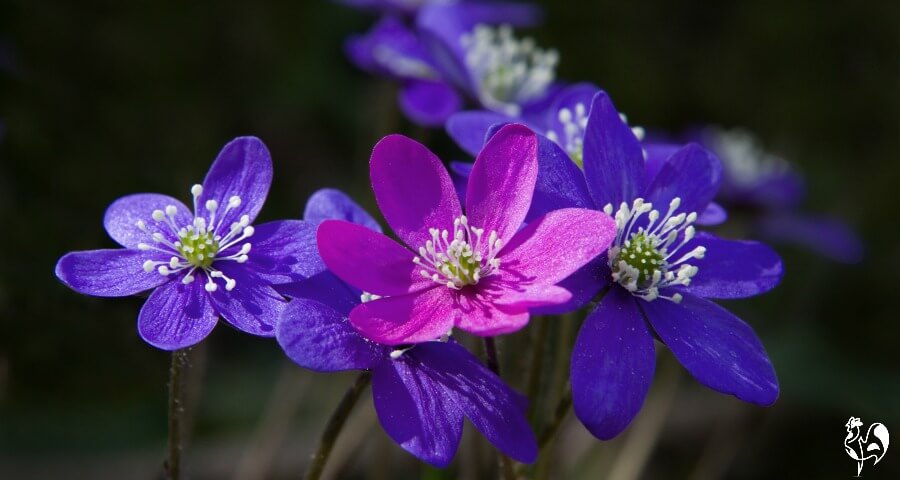 Pretty pink and purple Pennyworth flowers.