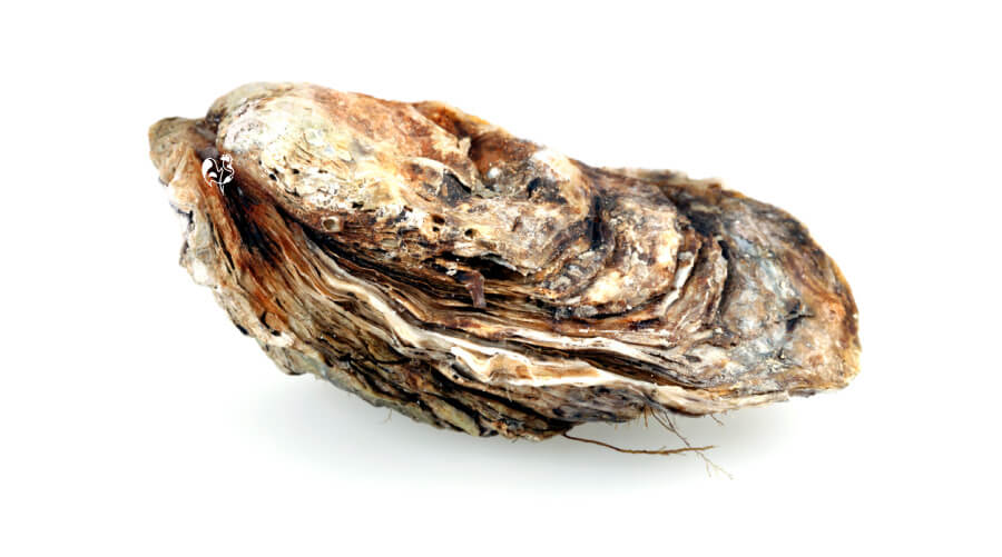 A picture of an oyster shell – a distinctive shape. A single, closed oyster shell.