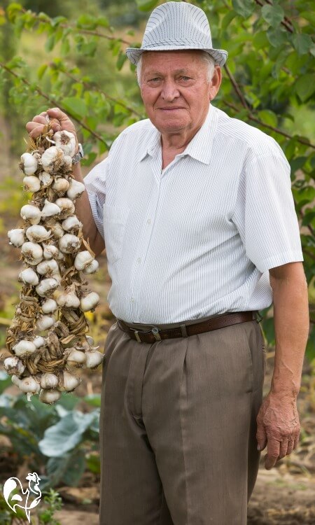 An Italian friend holding a plaited string of fresh garlic.