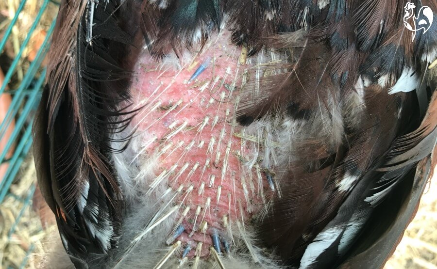 Do Chicken Feathers Grow Back?