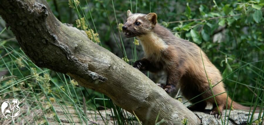 A pine marten sitting on a log. Pine marten sitting on log.