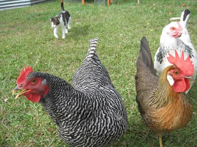 Rosie, Pippin, Lily with cat Maisy