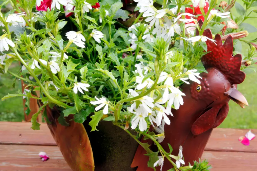 Use planters to add year-round colour to runs. White border plants in a fun copper chicken planter.