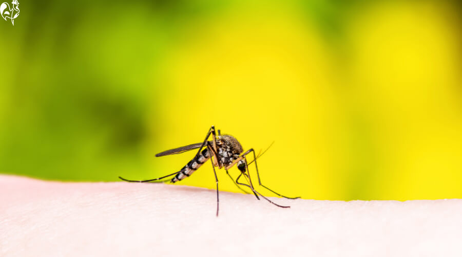 How to keep mosquitoes away from your chickens.