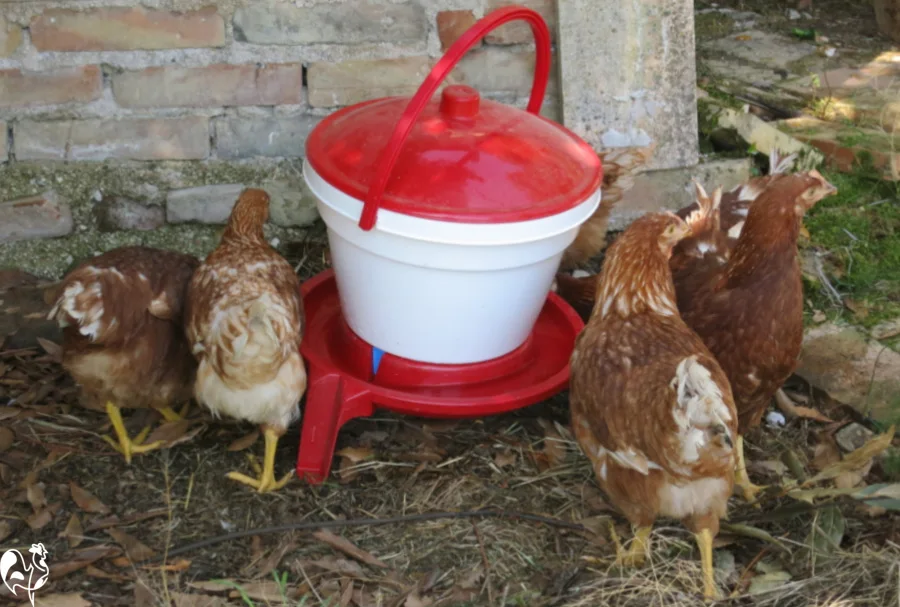 A small red and white plastic chicken waterer, with four members of my flock.
