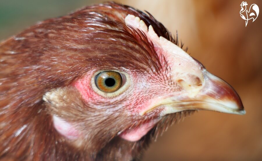A point of lay hen - don't give supplemental light till hens reach 16 - 20 weeks.